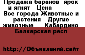 Продажа баранов, ярок и ягнят › Цена ­ 3 500 - Все города Животные и растения » Другие животные   . Кабардино-Балкарская респ.